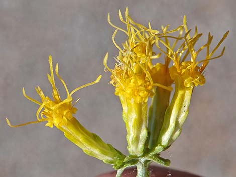 Yellow Rabbitbrush (Chrysothamnus viscidiflorus)