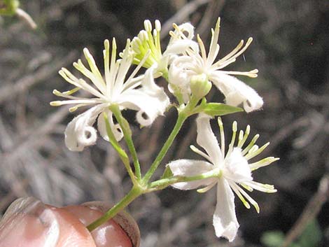 Western White Clematis (Clematis ligusticifolia)