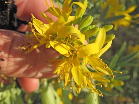 Bladderpod Spiderflower (Cleome isomeris)