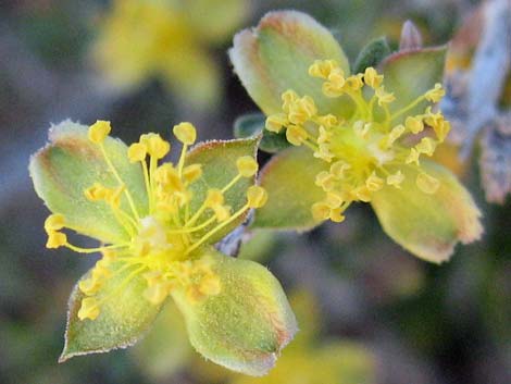 Blackbrush (Coleogyne ramosissima)