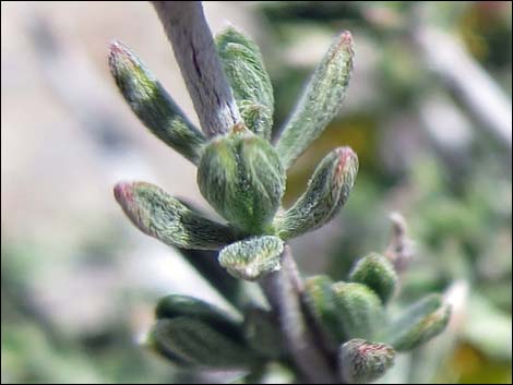 Blackbrush (Coleogyne ramosissima)