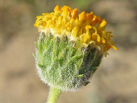 Button Brittlebush (Encelia frutescens)