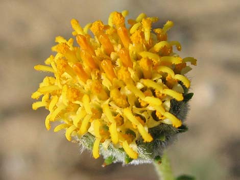 Button Brittlebush (Encelia frutescens)