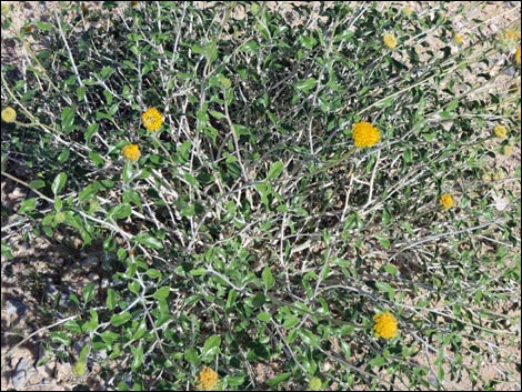 Button Brittlebush (Encelia frutescens)