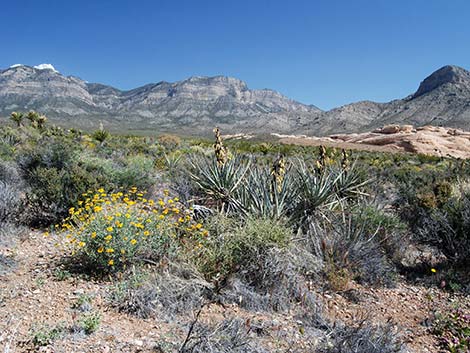 Virgin River Brittlebush (Encelia virginensis)