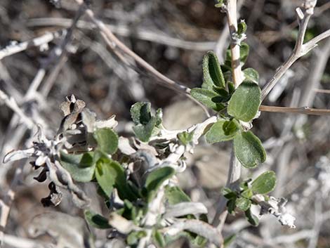 Virgin River Brittlebush (Encelia virginensis)