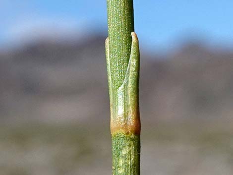 Nevada Jointfir (Ephedra nevadensis)