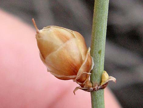 Torrey's Jointfir (Ephedra torreyana)