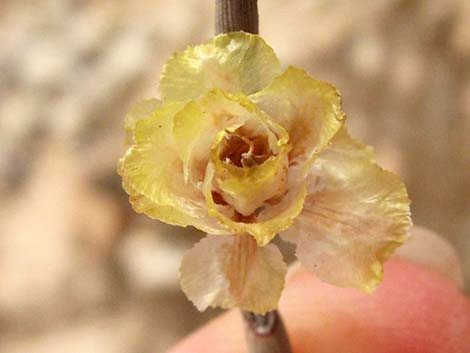 Torrey's Jointfir (Ephedra torreyana)