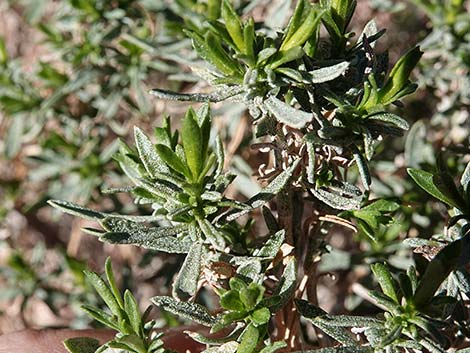 Turpentine Bush (Ericameria laricifolia)