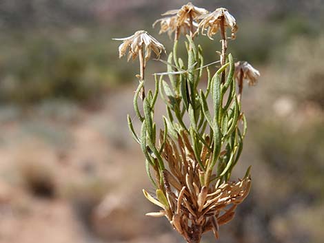 Turpentine Bush (Ericameria laricifolia)