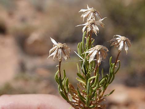 Turpentine Bush (Ericameria laricifolia)