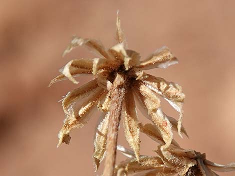 Turpentine Bush (Ericameria laricifolia)