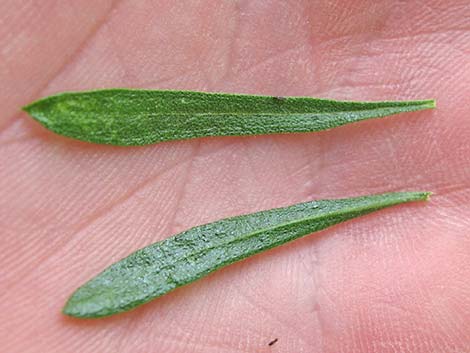 Narrowleaf Goldenbush (Ericameria linearifolia)