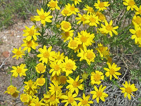 Narrowleaf Goldenbush (Ericameria linearifolia)