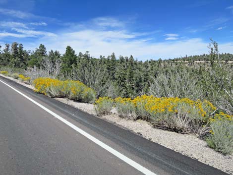 Rubber Rabbitbrush (Ericameria nauseosa)