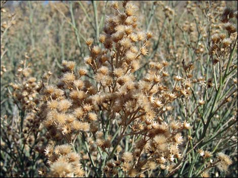 Mojave Rabbitbrush (Ericameria paniculata)