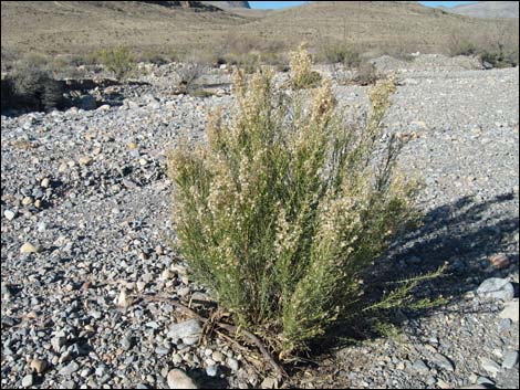 Rabbitbrush (Chrysothamnus spp.)