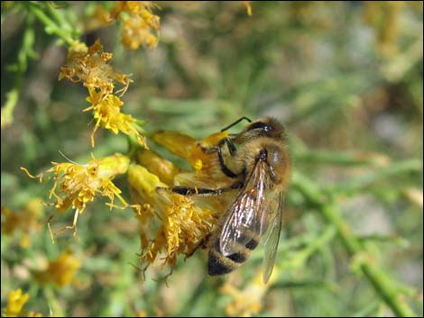 Mojave Rabbitbrush (Ericameria paniculata)