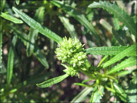 Narrow-leaved Yerba Santa (Eriodictyon angustifolium)