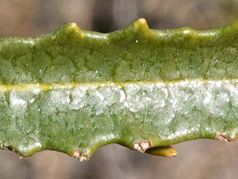 Narrow-leaved Yerba Santa (Eriodictyon angustifolium)