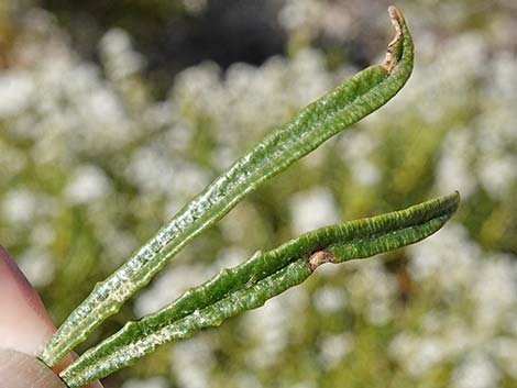 Narrow-leaved Yerba Santa (Eriodictyon angustifolium)