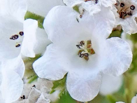 Narrow-leaved Yerba Santa (Eriodictyon angustifolium)