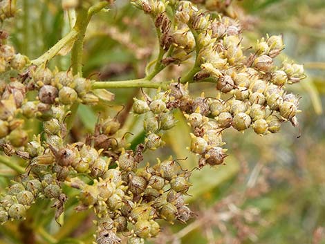 Narrow-leaved Yerba Santa (Eriodictyon angustifolium)