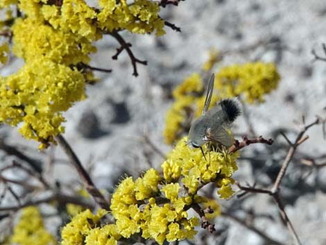 Las Vegas Buckwheat (Eriogonum corymbosum)