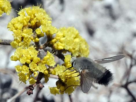 Las Vegas Buckwheat (Eriogonum corymbosum)