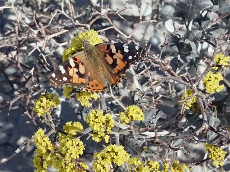 Las Vegas Buckwheat (Eriogonum corymbosum)