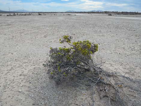 Las Vegas Buckwheat (Eriogonum corymbosum)