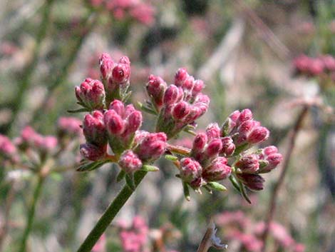 Eastern Mojave Buckwheat (Eriogonum fasciculatum var polifolium)