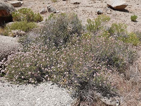 Eastern Mojave Buckwheat (Eriogonum fasciculatum var polifolium)