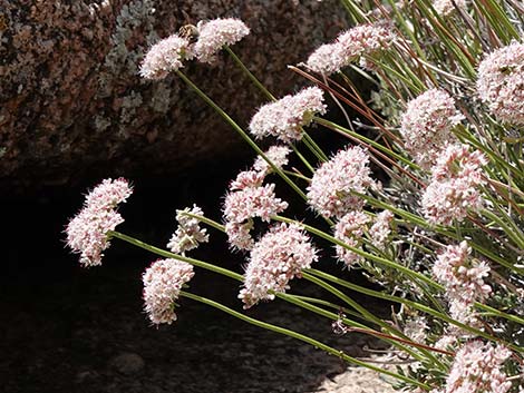 Eastern Mojave Buckwheat (Eriogonum fasciculatum var polifolium)