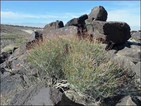 Eastern Mojave Buckwheat (Eriogonum fasciculatum var polifolium)