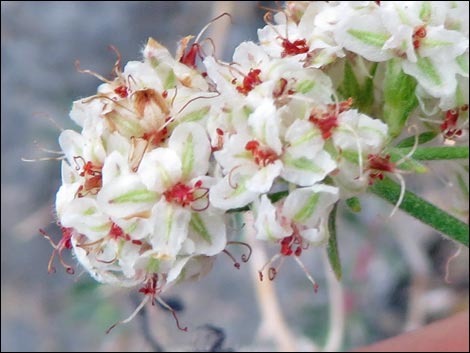 Eastern Mojave Buckwheat (Eriogonum fasciculatum var polifolium)