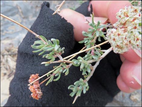 Eastern Mojave Buckwheat (Eriogonum fasciculatum var polifolium)