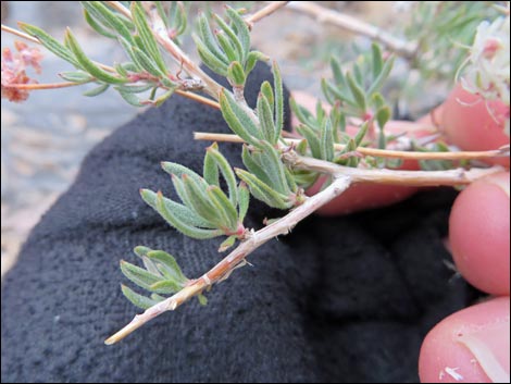 Eastern Mojave Buckwheat (Eriogonum fasciculatum var polifolium)