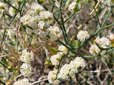 Heermann's Buckwheat (Eriogonum heermannii)