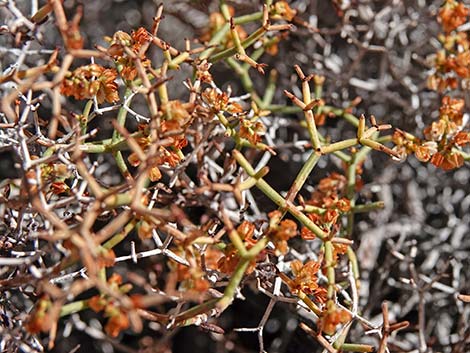 Smooth Heermann's Buckwheat (Eriogonum heermannii var. argense)