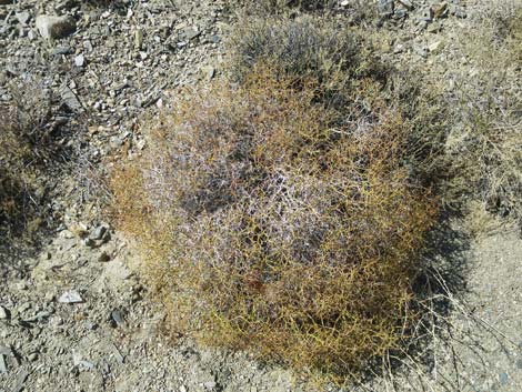 Smooth Heermann's Buckwheat (Eriogonum heermannii var. argense)