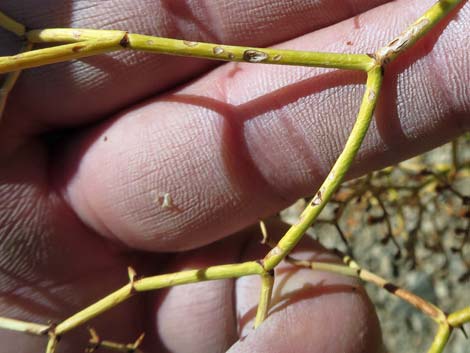 Smooth Heermann's Buckwheat (Eriogonum heermannii var. argense)