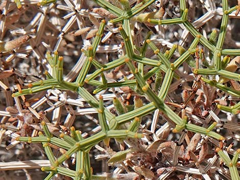 Grooved Heermann's Buckwheat (Eriogonum heermannii var. sulcatum)