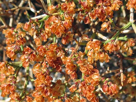 Grooved Heermann's Buckwheat (Eriogonum heermannii var. sulcatum)