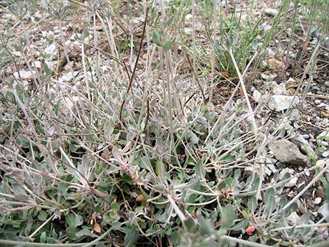 Panamint Mountains Buckwheat (Eriogonum panamintense)