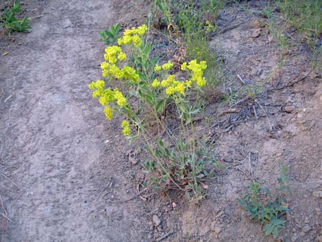 Sulphur-flower Buckwheat (Eriogonum umbellatum)