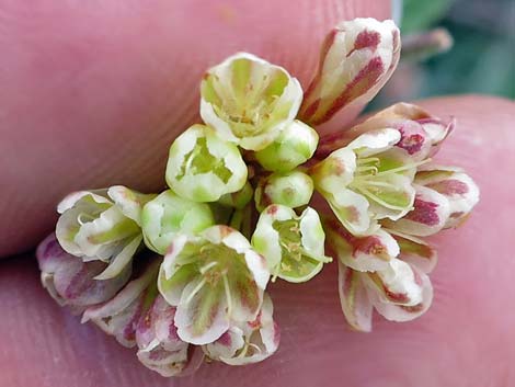 Sulphur-flower Buckwheat (Eriogonum umbellatum)