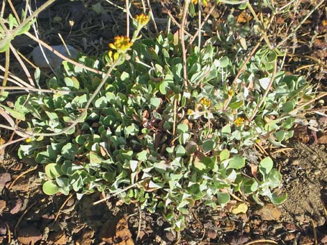 Sulphur-flower Buckwheat (Eriogonum umbellatum)