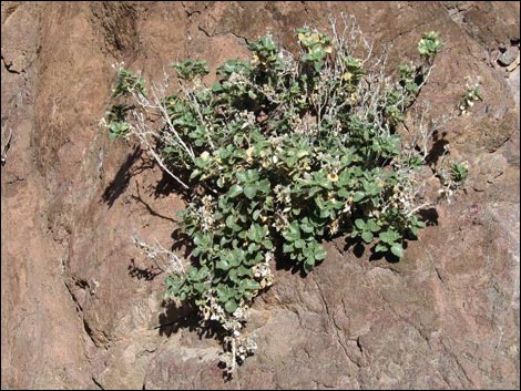 Desert Stingbush (Eucnide urens)